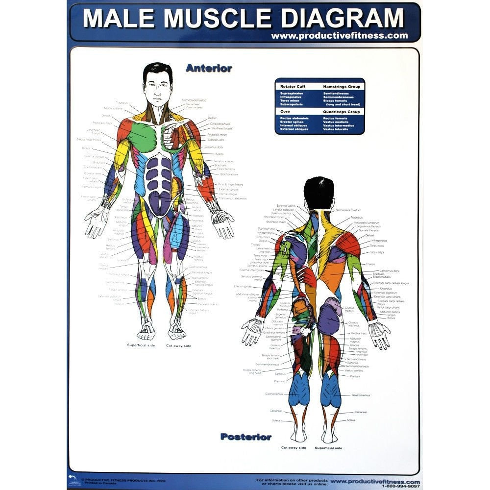 Laminated exercise poster showing muscle diagrams of a male figure
