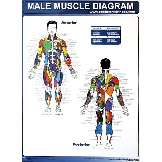Posters displaying male and female muscle diagrams on white backgrounds.