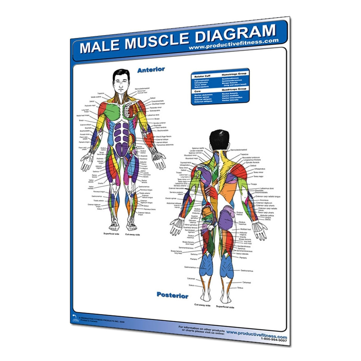 Productive Fitness Muscle Diagrams Poster Series Male and Female for Use At Home, view 2