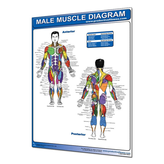 Productive Fitness Muscle Diagrams Poster Series Male and Female for Use At Home, view 2
